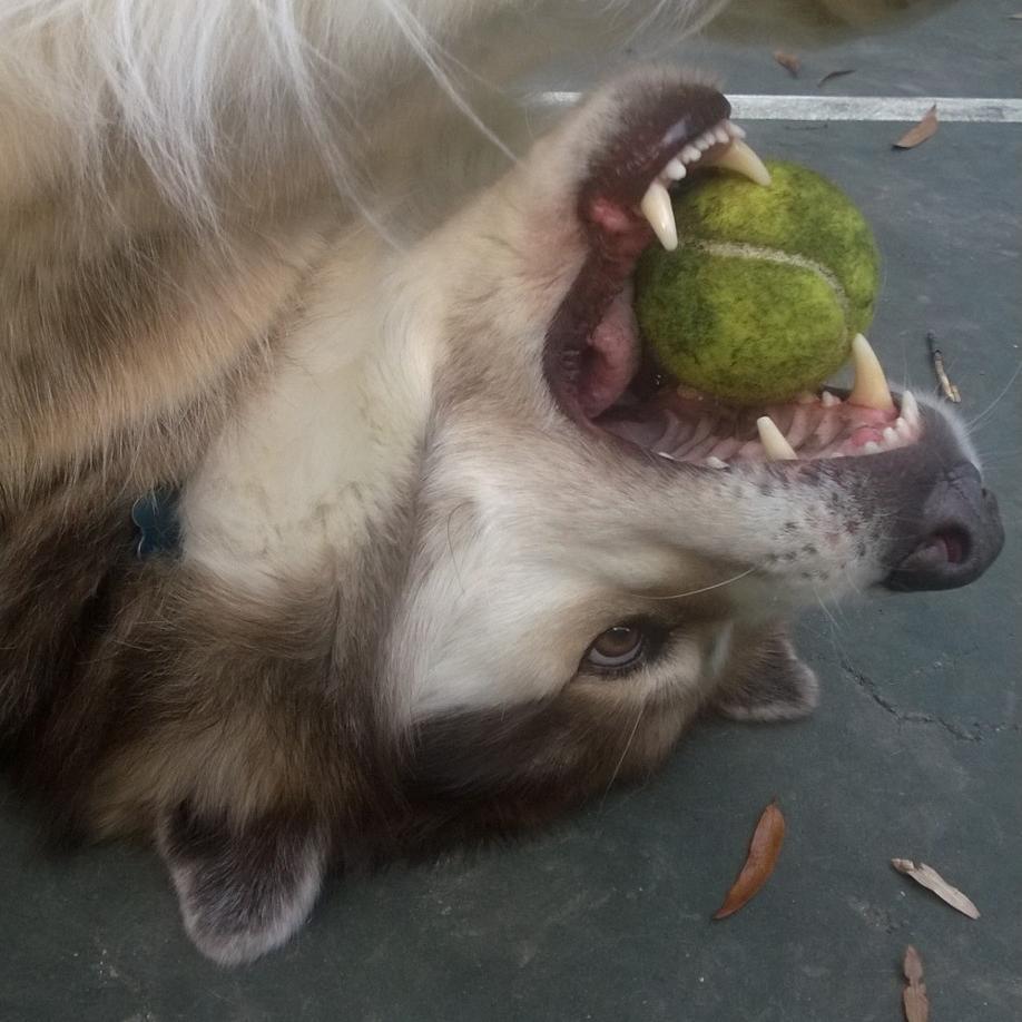 catastropiece's profile picture. 