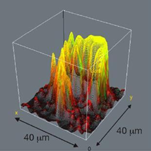 OIID_UL's profile picture. This is the account of the Department of Oral Immunology and Infections Diseases and tweets do not reflect the positions of the UoL School of Dentistry