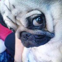 Sasay (@charlinchen93) 's Twitter Profile