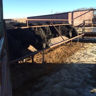 Family ran ranch producing top quality Black Angus Cattle.