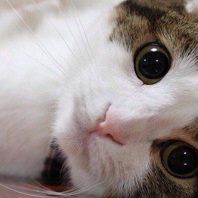 ぐでたまが好きでぐでたま専用の アカウントつくってしまったって いうぐでたまのためのアカウント笑 ぐでたまが好きな人のはフォローお願いします！ #ぐでたま