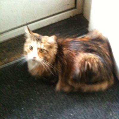 ZeldaL7's profile picture. loves reading (especually fantasy& Sci-fi books) and drinking tea.