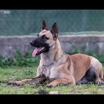 StergiouTeos's profile picture. happy dog