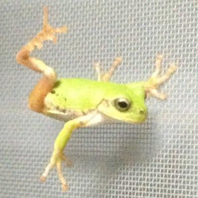 コゲ犬さんが大大大好き。愛猫が可愛くて可愛くて仕方ない。一応社会人。無言フォローはフォロバしません。【参戦予定】2/1 Love Color Vocalists Vo.1