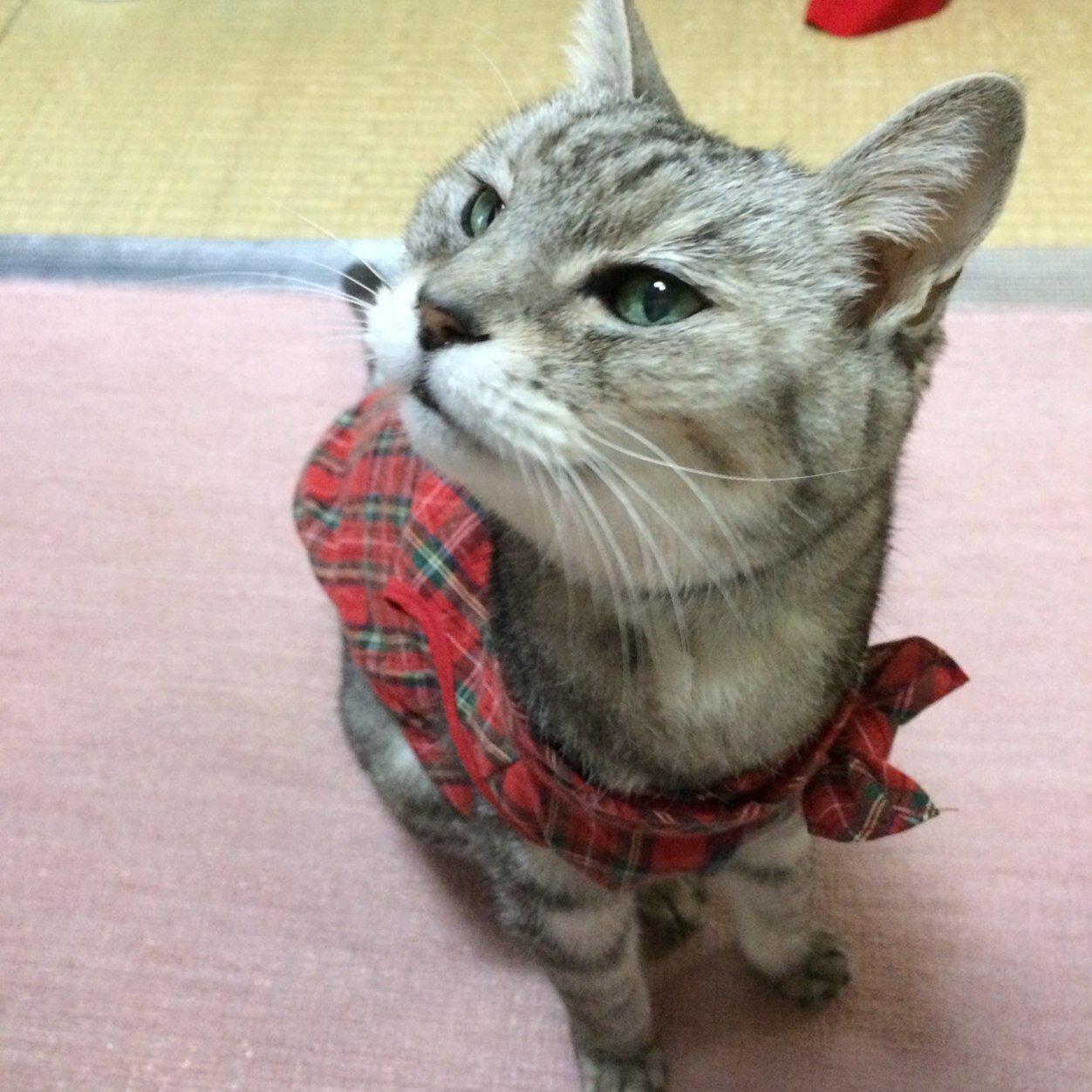 皆様のちくわに纏わるエピソードをお待ちしております。ちくわ部部員も募集中。お気軽にお問い合わせください。