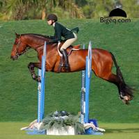 Anon (@justaequestrain) 's Twitter Profile