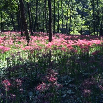 ﾆｺﾙ:獅子。
ひっそり…じめじめ…。