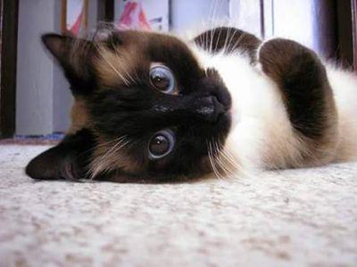 =^-^=