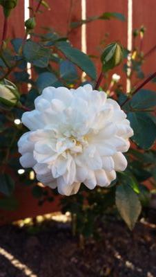 Ziliani12's profile picture. 