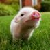 Cute guineapigs ♥♥♥♥ (@cutebabypix) Twitter profile photo
