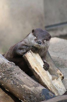 小動物。