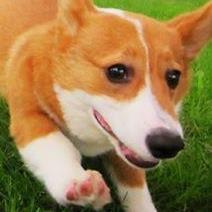 動物愛護･里親募集・迷子🐶犬猫鳥RTﾒｲﾝ※遅ﾚｽ無言フォローｺﾒ失礼します。保守日本人。真実拡散と共に🇯🇵の為に神社で反日＆不法外人強制送還と在日優遇廃止・トランプ再選等🇯🇵保守の為になる様⛩祈願←某国人マスゴミや恫喝で動かせない強い日本🇯🇵に！皆に出来る事を！RTご協力お願いします。
