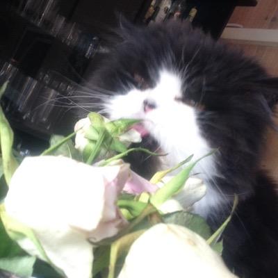 tinichen666's profile picture. 