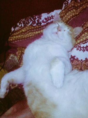 TommyTheCuteCat's profile picture. Hi! I'm Tommy & and I'm the cutest cat ever. I'm admired for my beautiful skin and I have an accent too. ♥ Follow my mum at http://t.co/kvcoCuWCud