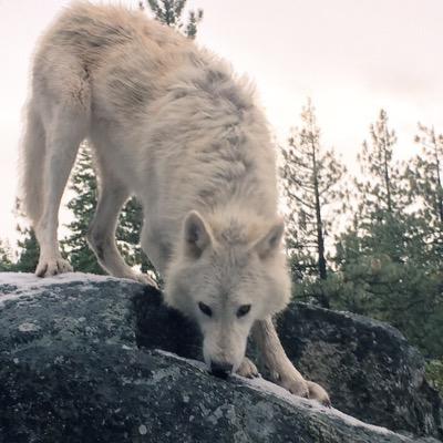 I'm just an arctic wolf vacationing in northern california