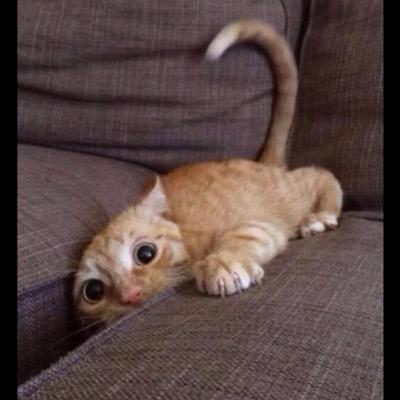 lamochola's profile picture. ciudadana, pendiente de como apoyar a mi pais y crítica de tanta posturas egoistas de #personalidadespublicas. Nunca dejo de soñar con un mundo mejor