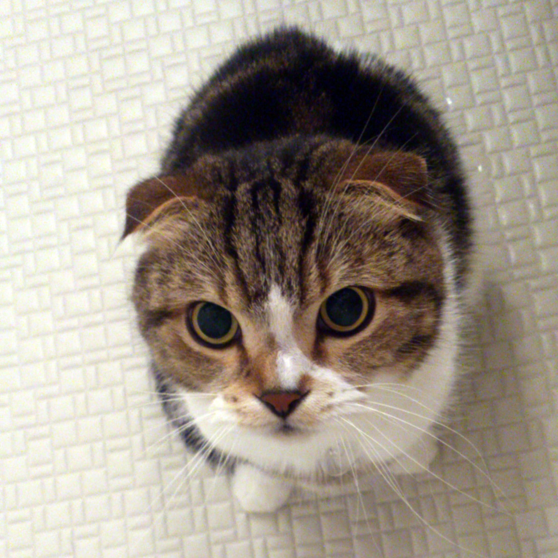 猫と暮らす、フリーのパソコンインストラクタ＆ライターです。
「じったん」は19歳。現在糖尿病の治療中です。

インスタ
https://t.co/azP625niXL
YouTube
https://t.co/Q5bzvT8bzg