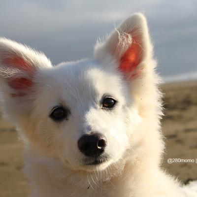 I was born on Aug. 22, 2014, I am an American Eskimo, I admire my beauty and love socializing. My parents are my everything.