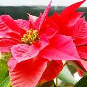 लालुपाते (@me_pate) 's Twitter Profile Photo लालुपाते (@me_pate) 's Twitter Profile Photo