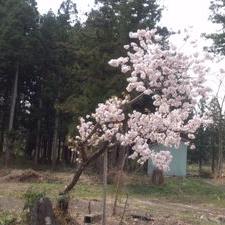 chika_dayoo's profile image