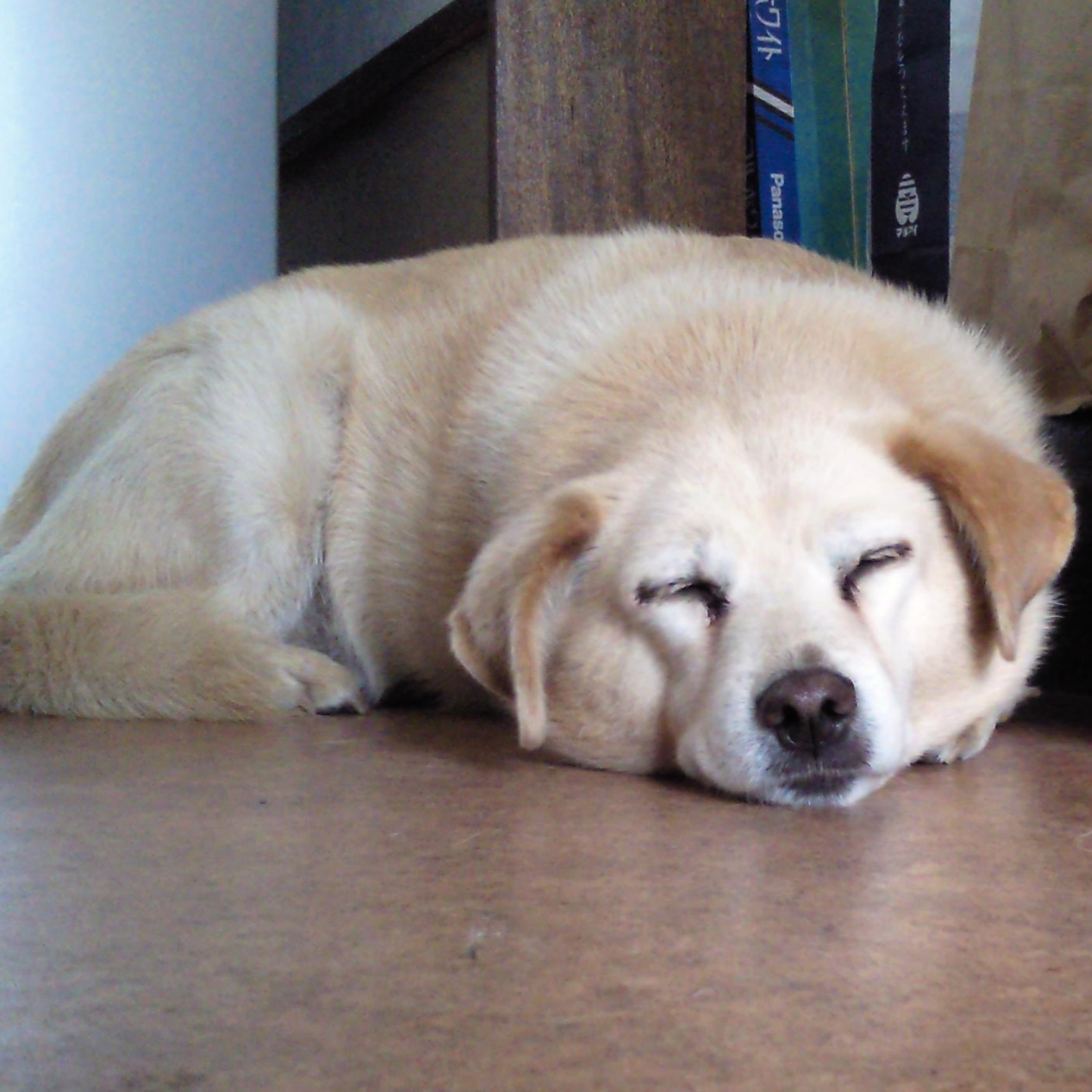 typej9griffon's profile picture. 