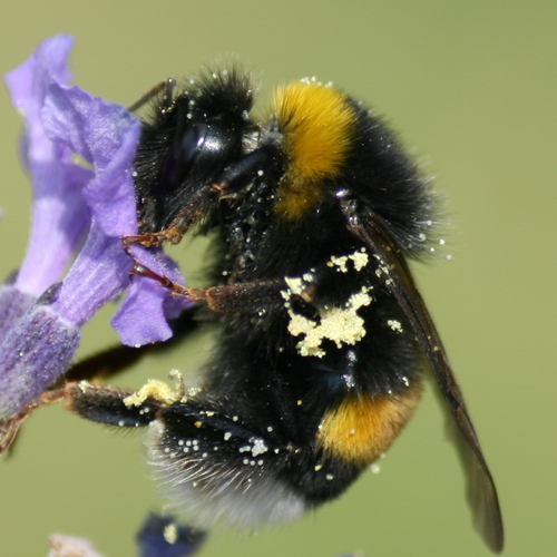 wacek_de's profile picture. Twitter ist auch nicht mehr das, was es mal war...