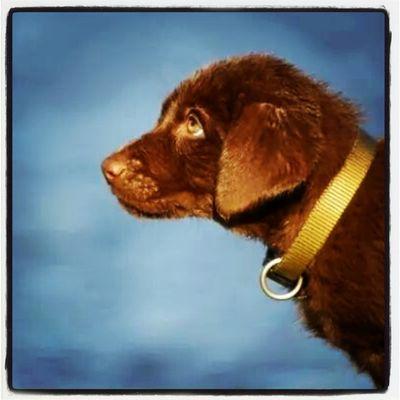 Birdie Dog Kennels marry the instinct and personality of a great hunting dog and the drive and desire of an award winning field dog.