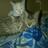 ishmeet11293 Twitter Indian User 1452586711704162308