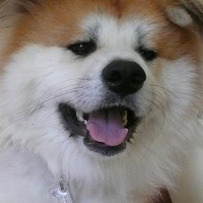 ワンコが大好きで保護活動のお手伝いをしています 。愛犬は「モカ(バセット・ハウンド♀)16歳目前で🌈へ」「ベス(雑種♀18歳)」「タイガ(長毛秋田犬♂)推定10歳で🌈へ」「鈴香(秋田犬♀推定4歳)」の4匹。みな保護犬出身です😊。よろしくお願いします💕 #バセットハウンド #雑種犬 #秋田犬 #保護犬