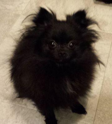 beaning since the day I was born 
♡instagram @peepingpomeranian
♡snap@peepingpompom 
sometimes I blog about dogs.... all the time I'm taking pictures of them