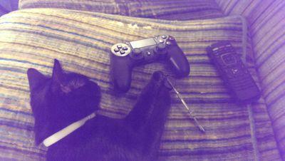 meowmoew_meow's profile picture. Cannabis-Cats-Comics