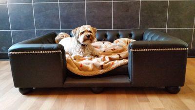 We provide Luxurious Dog Hotel, Doggy Day Care & Grooming in & around Watford,  Radlett, Aldenham, Elstree, Borehamwood, Barnet , Stanmore, Northwood, London