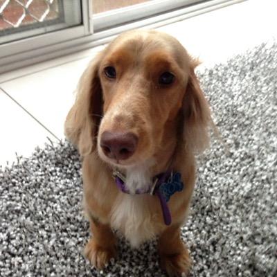 Part-time Dachshund wrangler, full-time constructor of pretty ordinary dad jokes. Unfortunately views are my own.