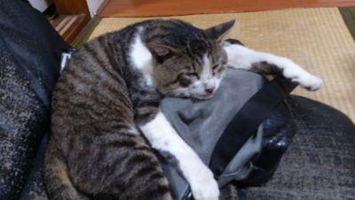 マジ引きこもりたい   工場で夜勤勤務してます。勤務時間1日8時間。仕事中と仕事前8時間と仕事明け8時間は機嫌悪いのでご注意を…