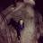InsaneBurkans's profile image
