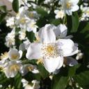 Laura Leopard  - @leopard0911 - Twitter