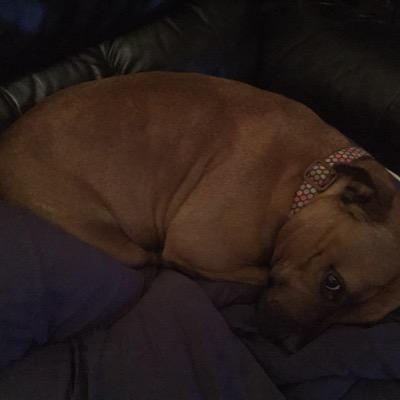 cute dog