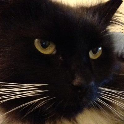 dominicsutton Profile Picture