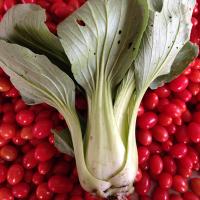 TapRoot Farms(@TaprootFarms) 's Twitter Profile Photo