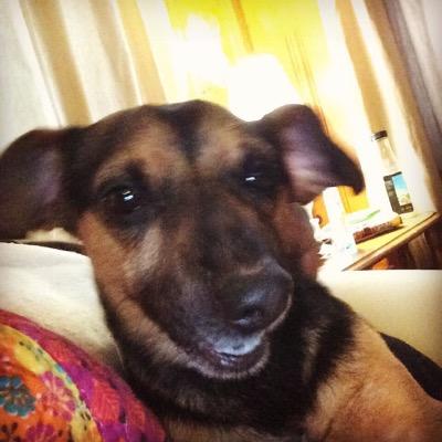 Mostly my dog, Marvin.