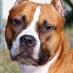 American Pit Bull Te (@americanstterri) Twitter profile photo