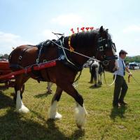 CaerwysShow (@caerwysshow) 's Twitter Profile