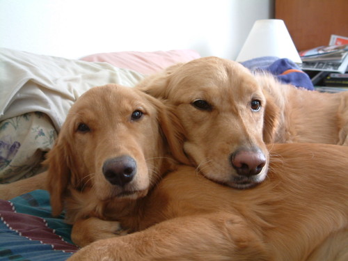 audog's profile picture. 