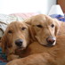 audog (@audog) Twitter profile photo
