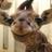Karibellaroo's profile image