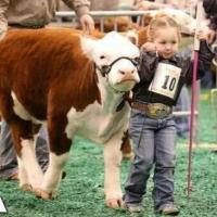 Live Love Show ❤️ (@cattleshowgirls) 's Twitter Profile Photo