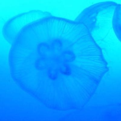 きくらげさんのプロフィール画像