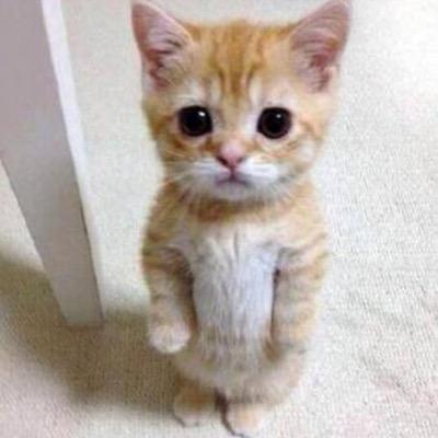 Twitter初めました٩(｡•ω•｡)و