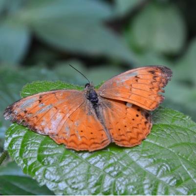 Enjoying travelling, photography, nature and birdwatching. RSPB member, WMBC member.