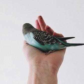 RozetochkaD's profile picture. 